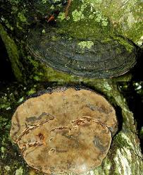 Attēlu rezultāti vaicājumam “Phellinus”