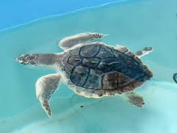 Image result for Lepidochelys kempii