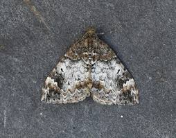 Attēlu rezultāti vaicājumam “Dysstroma truncata”