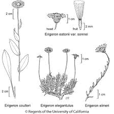 Attēlu rezultāti vaicājumam “Elmerina caryae”
