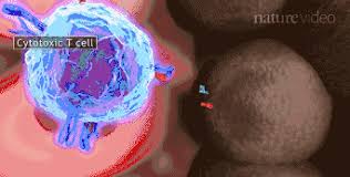 Image result for 艰苦阅历 孔泰初