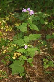 Attēlu rezultāti vaicājumam “Campanula trachelium flower”