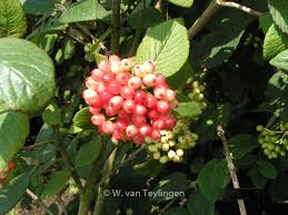 Attēlu rezultāti vaicājumam “Viburnum lantana”