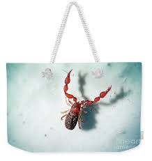 Attēlu rezultāti vaicājumam “Chelifer cancroides”