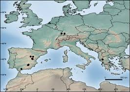 Attēlu rezultāti vaicājumam “Schistidium robustum sporophyte”