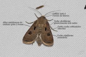 Attēlu rezultāti vaicājumam “Agrotis exclamationis”