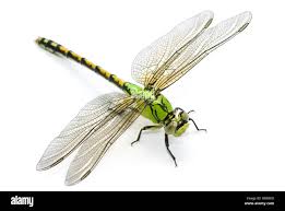 Attēlu rezultāti vaicājumam “Ophiogomphus cecilia”