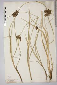 Attēlu rezultāti vaicājumam “Bolboschoenus maritimus”