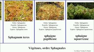 Attēlu rezultāti vaicājumam “Sphagnum teres”