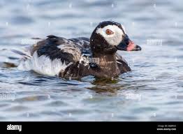 Attēlu rezultāti vaicājumam “Clangula hyemalis male”