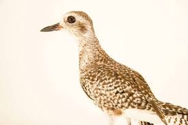 Attēlu rezultāti vaicājumam “Pluvialis squatarola”