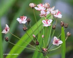Attēlu rezultāti vaicājumam “Butomus umbellatus bud”