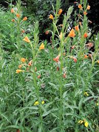 Image result for Oenothera odorata