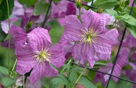 Attēlu rezultāti vaicājumam “Clematis flower”