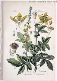 Attēlu rezultāti vaicājumam “Agrimonia eupatoria fruit”