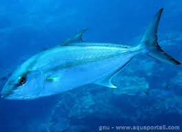 Image result for Seriola dumerili