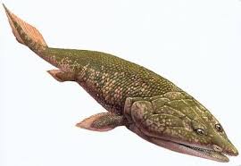 Attēlu rezultāti vaicājumam “Laccognathus panderi”