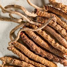 Attēlu rezultāti vaicājumam “Cordyceps stylophora”