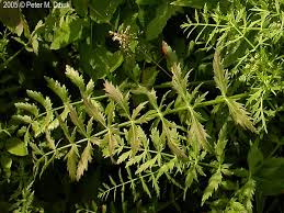 Attēlu rezultāti vaicājumam “Berula erecta leaf”