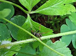 Attēlu rezultāti vaicājumam “Anacampsis blatariella”