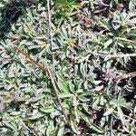 Attēlu rezultāti vaicājumam “Antennaria dioica leaf”