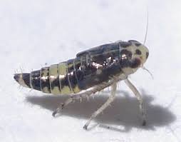 Attēlu rezultāti vaicājumam “Macrosteles nymph”