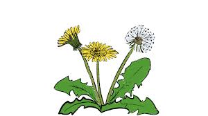 Attēlu rezultāti vaicājumam “Taraxacum suecicum flower”