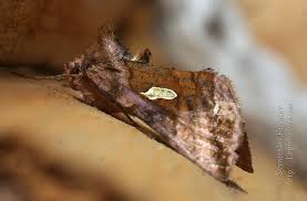 Attēlu rezultāti vaicājumam “Autographa excelsa”