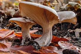 Attēlu rezultāti vaicājumam “Clitocybe nebularis”