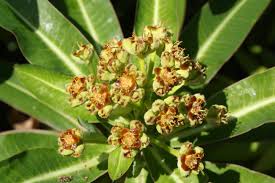 Attēlu rezultāti vaicājumam “Euphorbia palustris fruit”