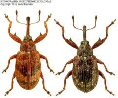 Attēlu rezultāti vaicājumam “Anthonomus phyllocola”