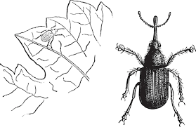 Attēlu rezultāti vaicājumam “Anobium pertinax”