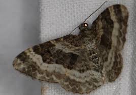 Attēlu rezultāti vaicājumam “Euphyia unangulata”