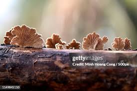 Attēlu rezultāti vaicājumam “Schizophyllum commune”
