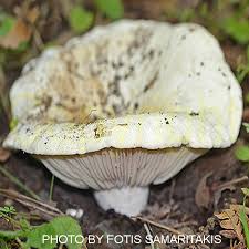 Attēlu rezultāti vaicājumam “Lactarius bertillonii”