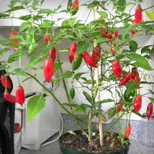 Afbeeldingsresultaat voor paper lantern hot pepper