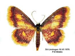 Attēlu rezultāti vaicājumam “Idaea muricata”