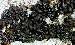 Attēlu rezultāti vaicājumam “Collema”