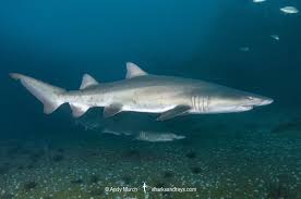 Image result for Carcharias taurus