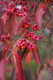 Attēlu rezultāti vaicājumam “Euonymus europaeus”