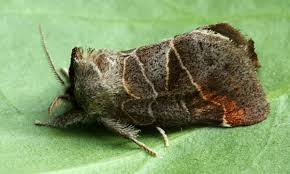 Attēlu rezultāti vaicājumam “Clostera pigra”