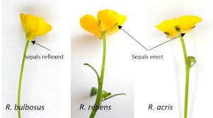 Attēlu rezultāti vaicājumam “Ranunculus bulbosus flower”