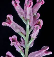 Image result for Fumaria officinalis