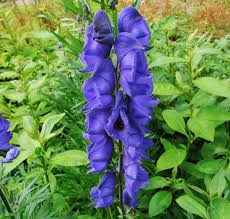 Attēlu rezultāti vaicājumam “Aconitum napellus flower”