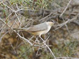 Image result for Sylvia hortensis