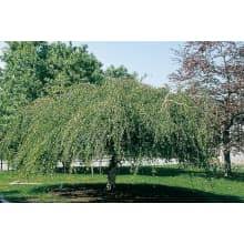 Attēlu rezultāti vaicājumam “Betula pendula Youngii”