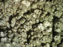 Attēlu rezultāti vaicājumam “Pertusaria albescens”