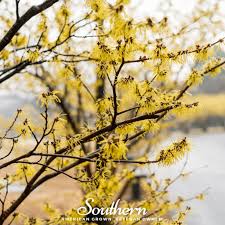 Attēlu rezultāti vaicājumam “Hamamelis japonica bud”