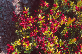 Attēlu rezultāti vaicājumam “Gaultheria cuneata”