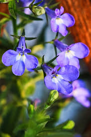 Image result for Lobelien